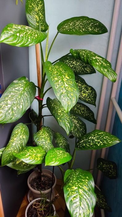 Декоративно растение Дифенбахия