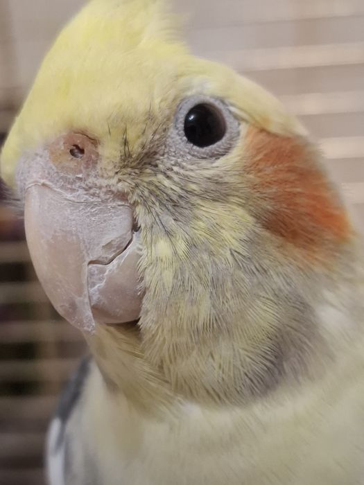 Попугай корелла 1год