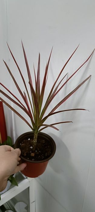 Драцена:2500 тенге