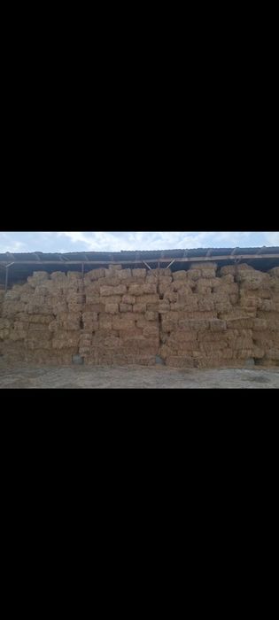 Беда ва бугдой сомон сотилади