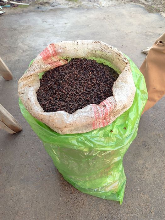 Наматак уруғ сотилади