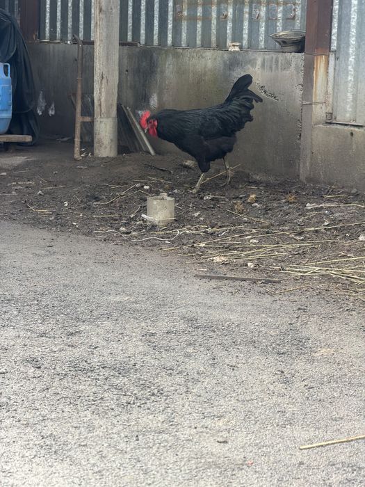 Петухи- 5000 тг.