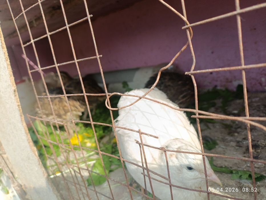 Бөдене сатылады..