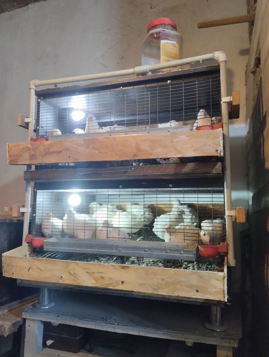 Перепёлки вместе с клеткой продам