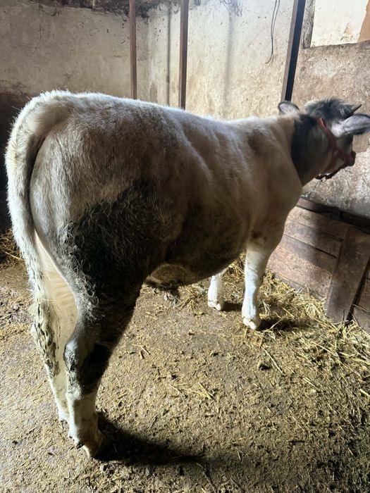 Vand vitel albatru belgian