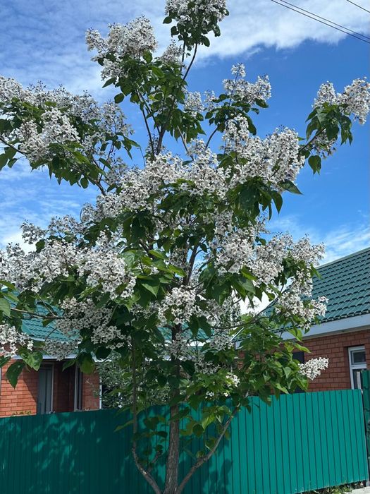 Саженцы катальпы