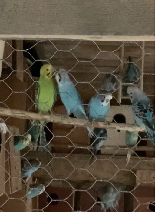 Vand perusi buc/ pereche/ en gros