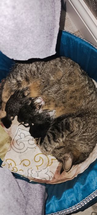 Котята бесплатно