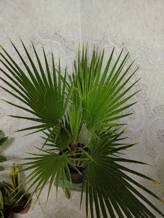 Комнатные цветы, Honaki gullar, Sotiladi