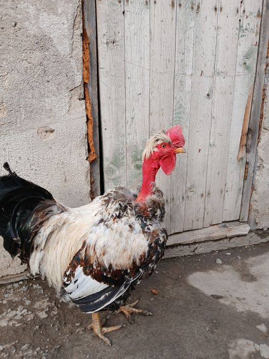 Продам молодого петуха  Голошейки