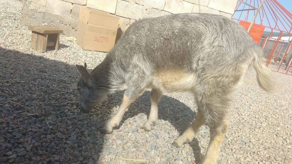 Сельхоз животное