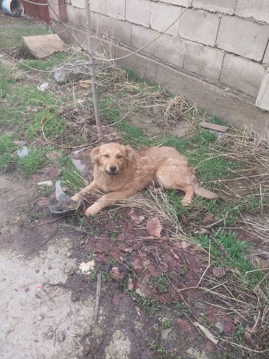 Отдам собачек подростков в хорошие руки