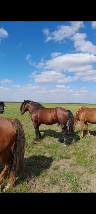 Жеребец полу тяжаловоз