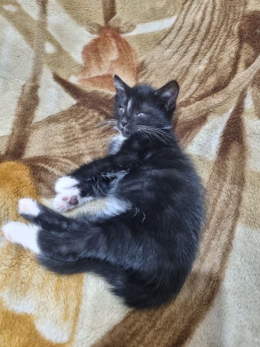 Котёнок в Ответственные и добрейшие руки