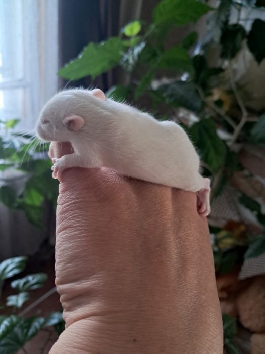 Малыши декоративной крысы