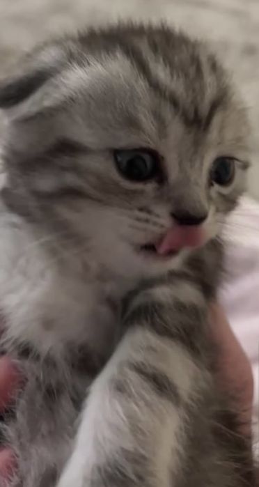 Пушистые британские котята