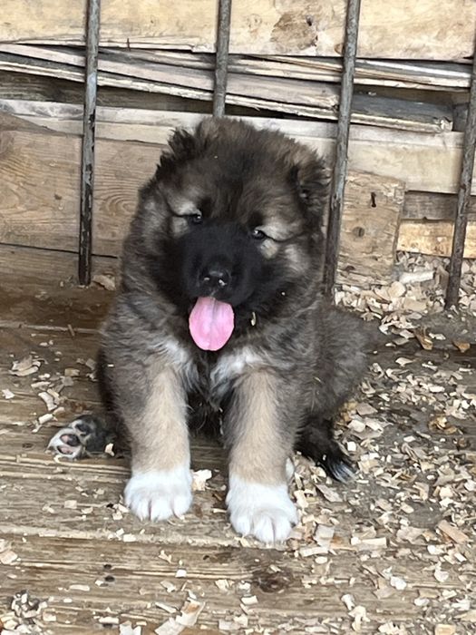 Щенки кавказской овчарки