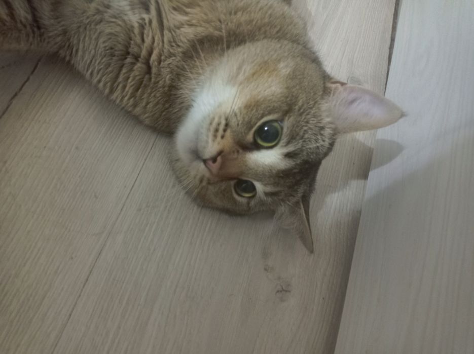 Zolotay shinshila sotiladi parodali emlangan mushuk