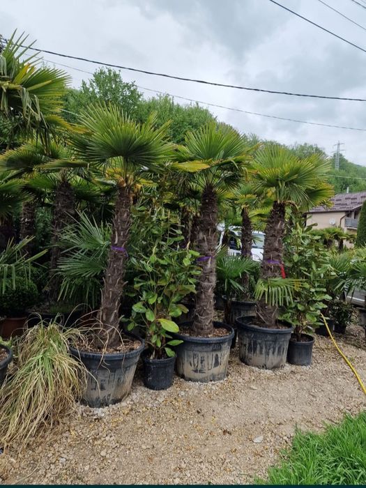 Vând palmieri trachycarpus fortunei rezistenți la îngheț