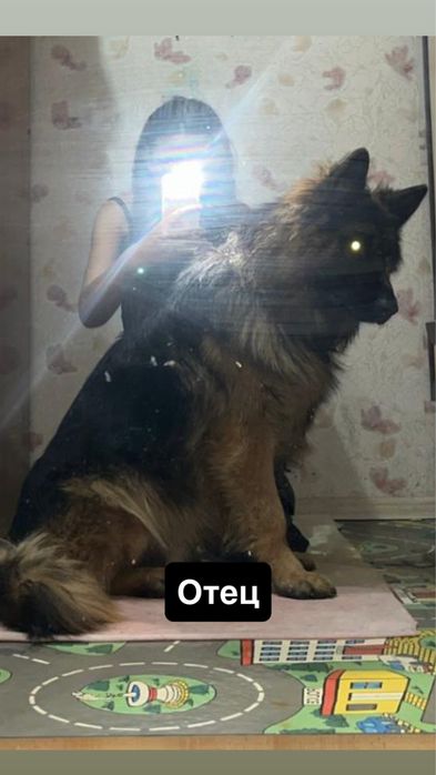 Щенки немецкой овчарки бронь!