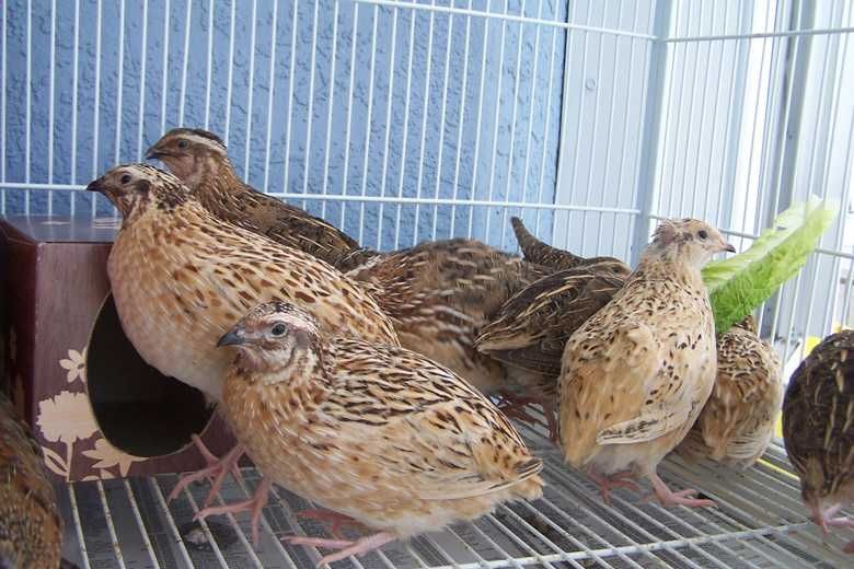 Янги тухумга кирган Беданалар сотилади.