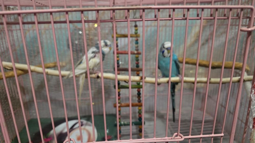 Продам срочно попугаев