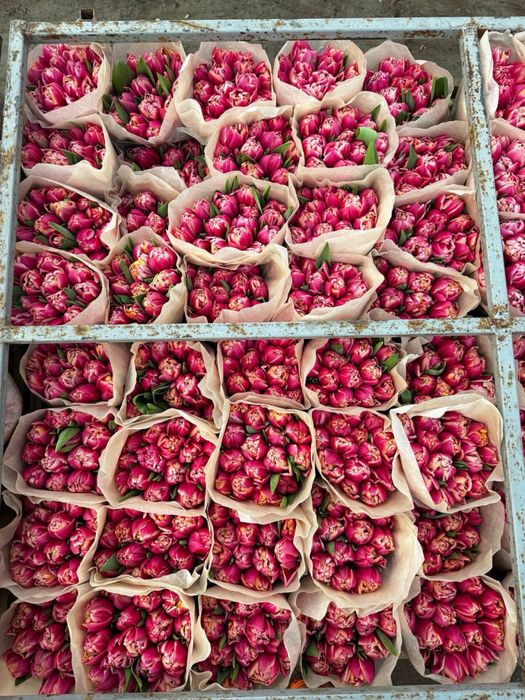 Тюльпаны Астанаа