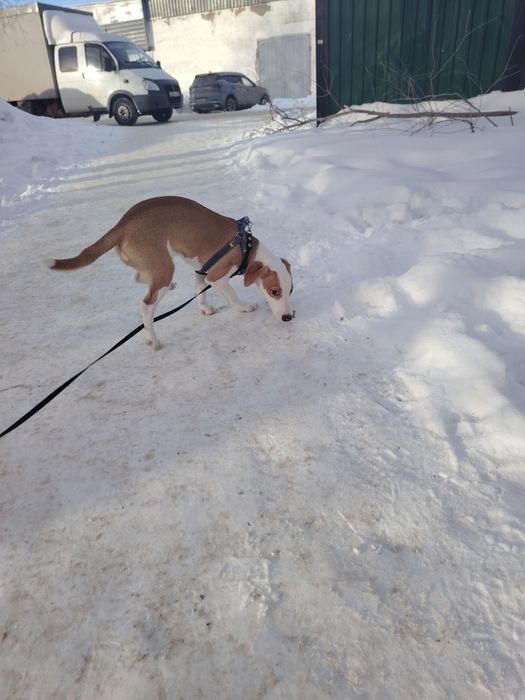 Джек рассел продам.