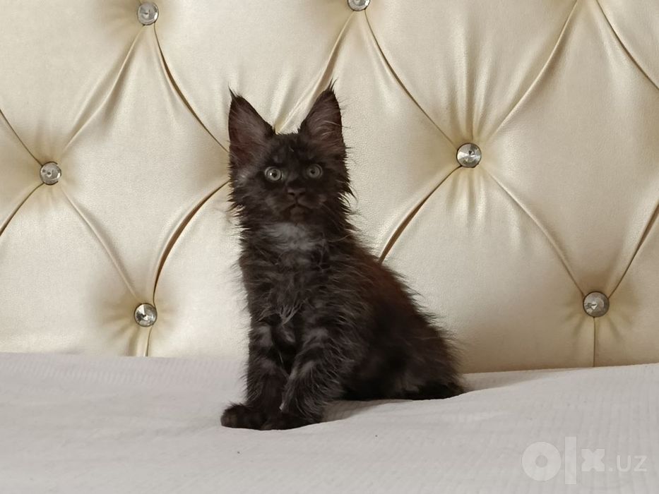 Продаются котята породы Майн Кун