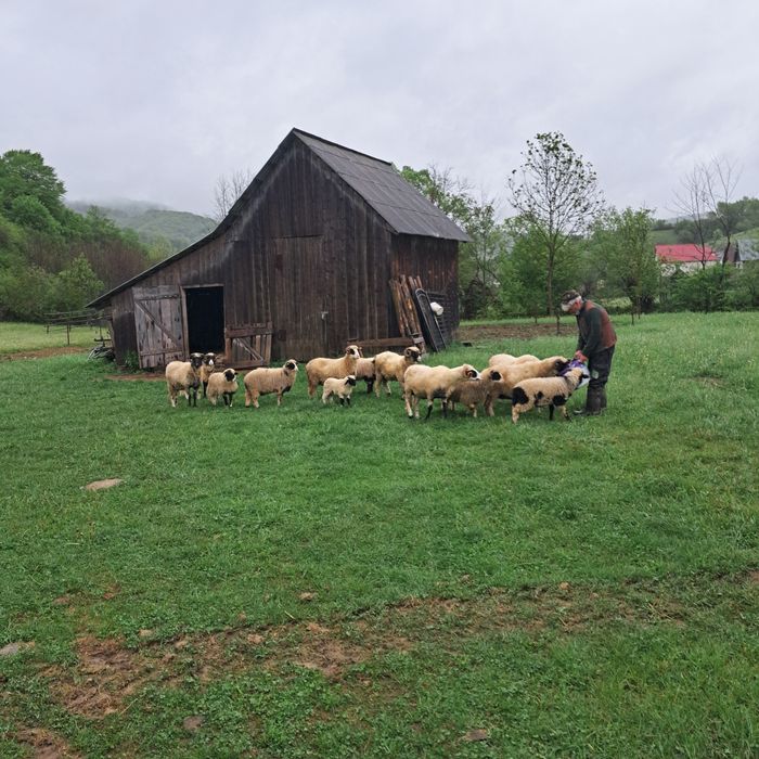 2 berbeci 5 oi 6 miei  de vanzare