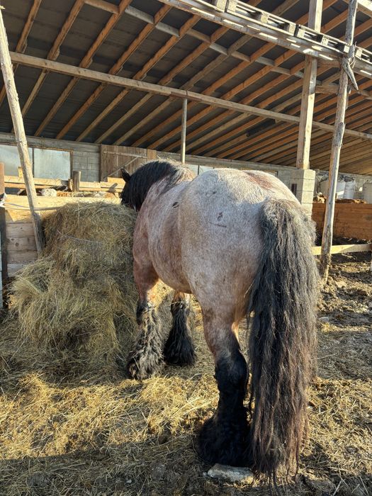 Vand armasar , de 5 ani