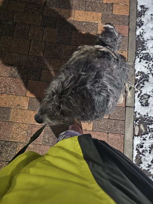 Потеряшка в добрые руки