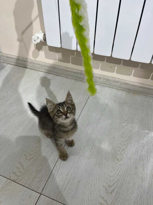 Котёнок Мурчик ищет семью!