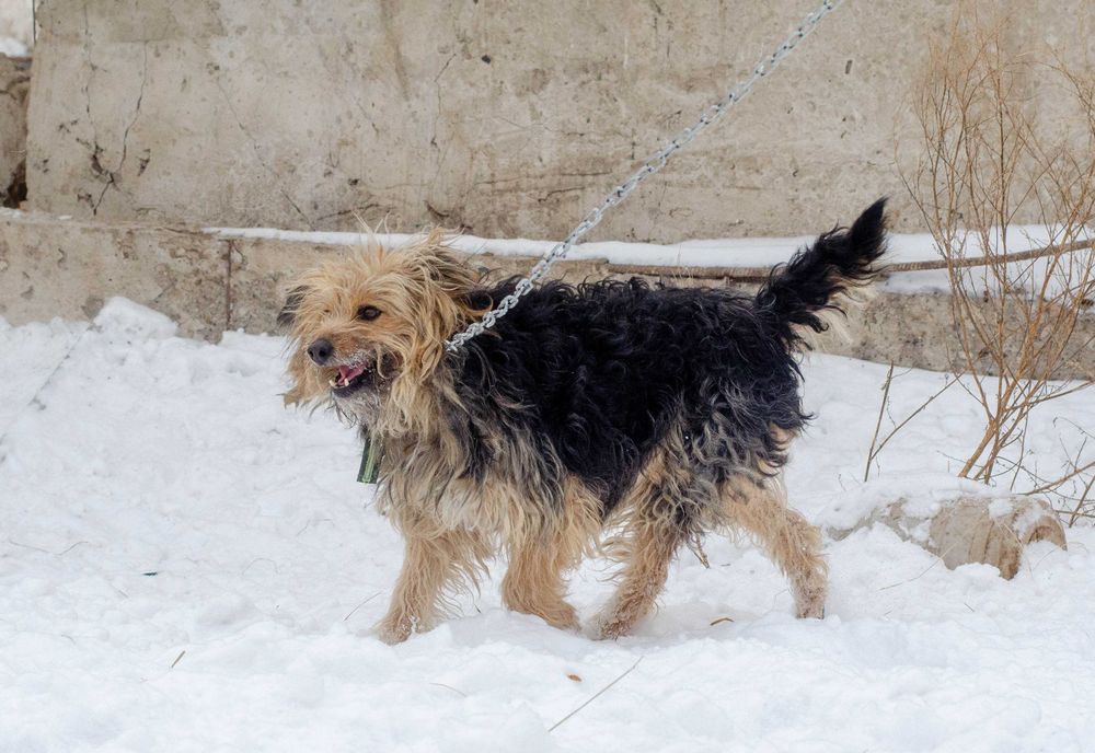 Собаки приюта в поиске дома