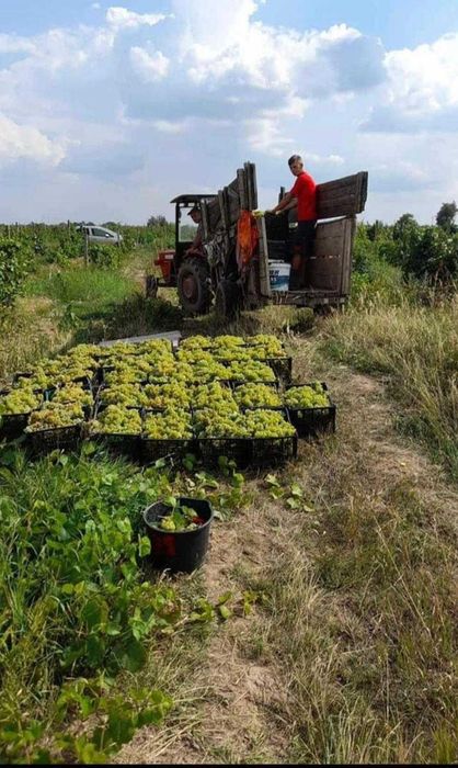 Vand Struguri de Vin