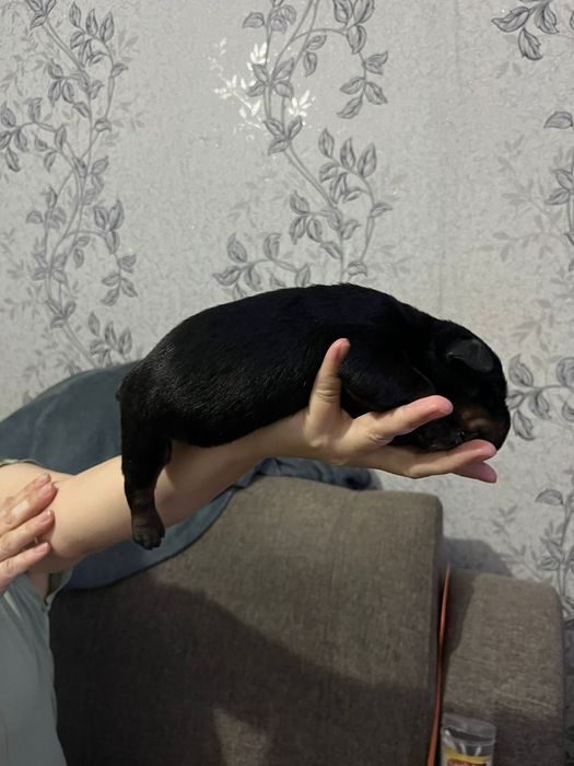 Бронь щенков Ротвейлера