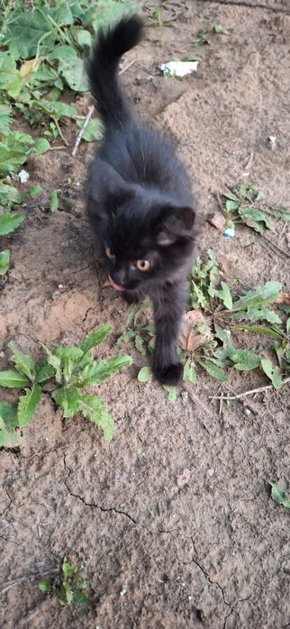 Котенок в добрые руки