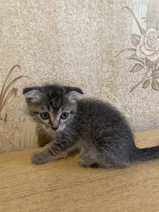 Котята ищут хозяина