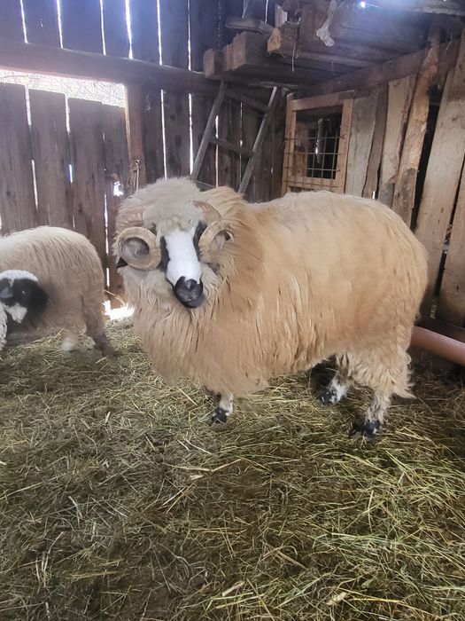 Vand berbeci brezi 2000 lei