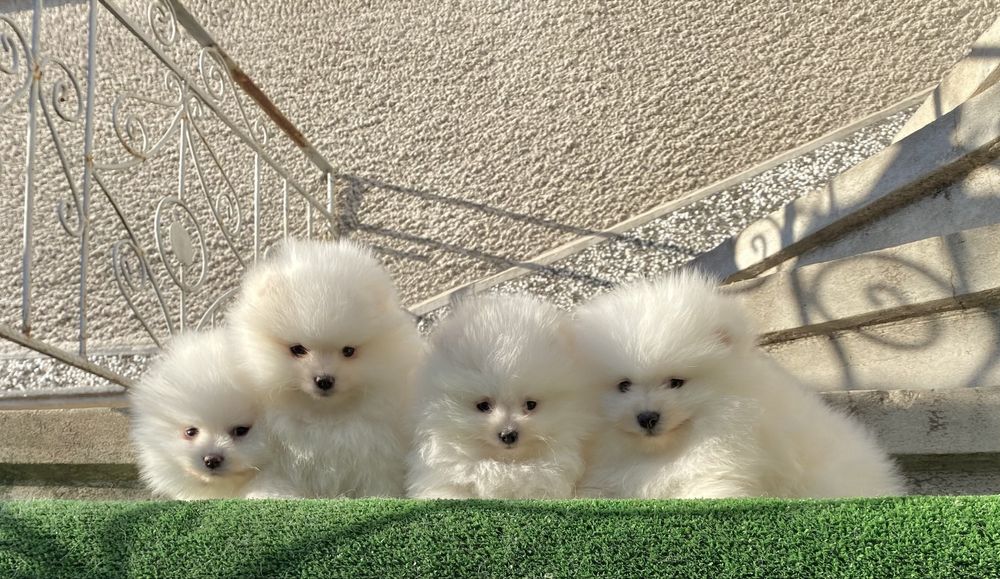 Померан померани мини