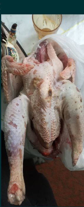 Продам петуха и и курей тушки