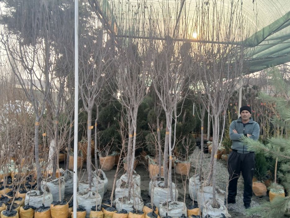 100% ishonchli Pisar koʻchatlar