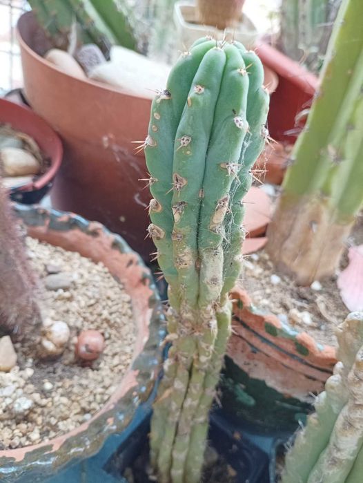 Кактуси трихоцереус Сан Педро