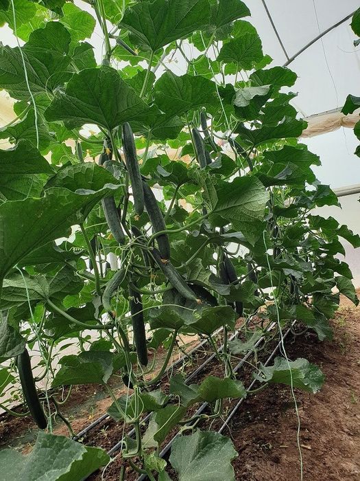 Продавам разсад домати и краставици