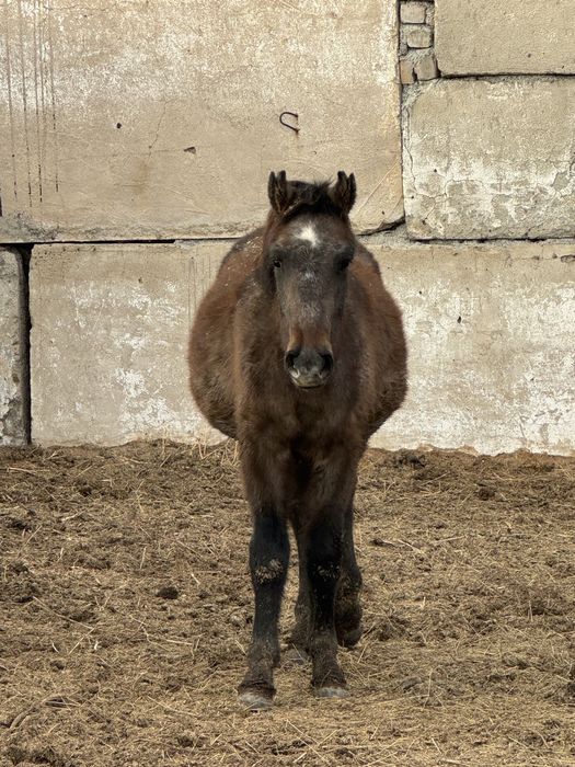 Согым откормленых лощадей