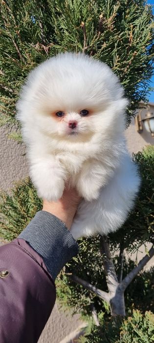 Померан мини померан