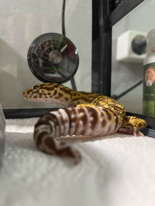 Прадается эублефар самец.