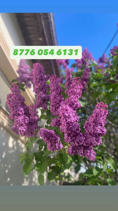 сирень за 300 тг