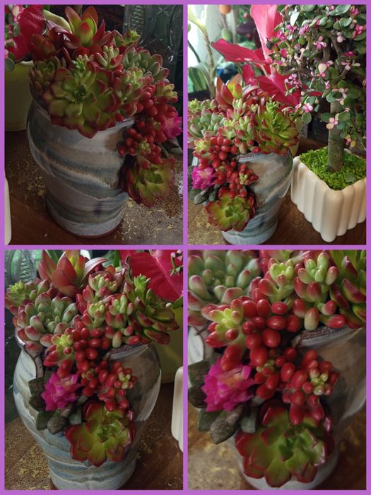 Комнатные цветы , цветущие