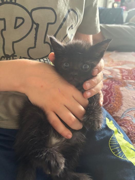 Уличные котята в добрые руки.